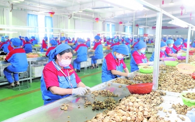 龍頭企業(yè) 引領(lǐng)現(xiàn)代農(nóng)業(yè)發(fā)展的“領(lǐng)跑者”——以資金、技術(shù)、設備與理念驅(qū)動產(chǎn)業(yè)升級